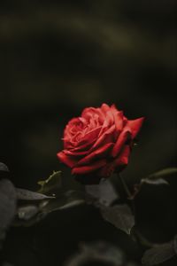 Preview wallpaper rose, bud, red, flower, blur