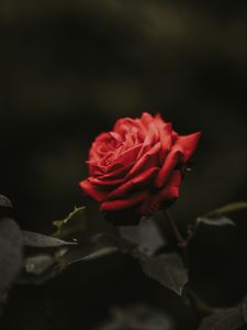 Preview wallpaper rose, bud, red, flower, blur