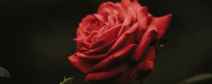 Preview wallpaper rose, bud, red, flower, blur