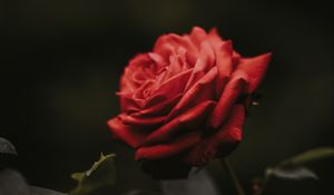 Preview wallpaper rose, bud, red, flower, blur