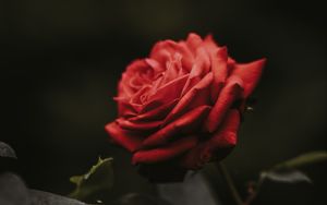 Preview wallpaper rose, bud, red, flower, blur