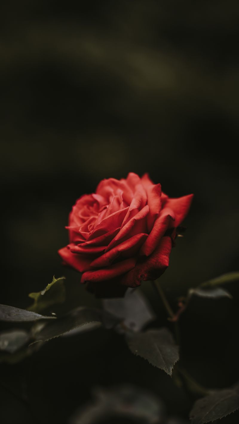 Download wallpaper 800x1420 rose, bud, red, flower, blur iphone se/5s/5c/5  for parallax hd background