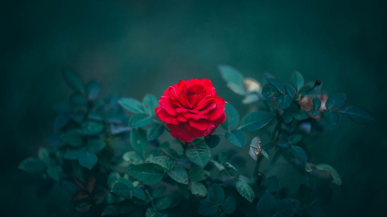 Wallpaper rose, bud, red, bush, blur, leaves