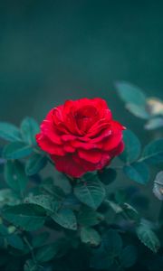 Preview wallpaper rose, bud, red, bush, blur, leaves