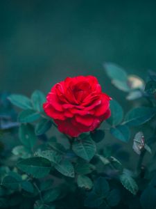 Preview wallpaper rose, bud, red, bush, blur, leaves