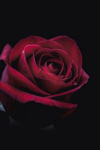 Preview wallpaper rose, bud, red, dark, close-up
