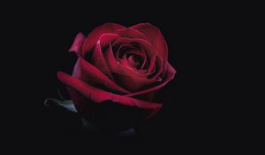 Preview wallpaper rose, bud, red, dark, close-up