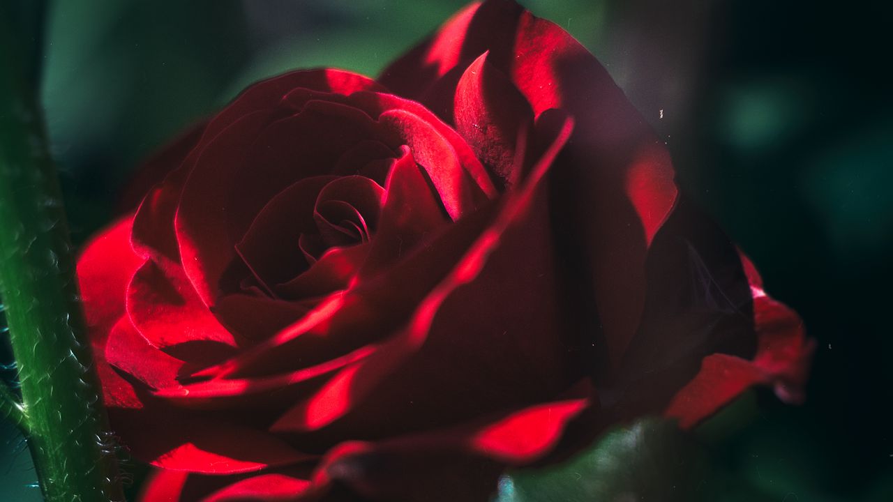 Wallpaper rose, bud, red, blur, garden, bloom
