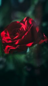 Preview wallpaper rose, bud, red, blur, garden, bloom