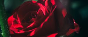 Preview wallpaper rose, bud, red, blur, garden, bloom