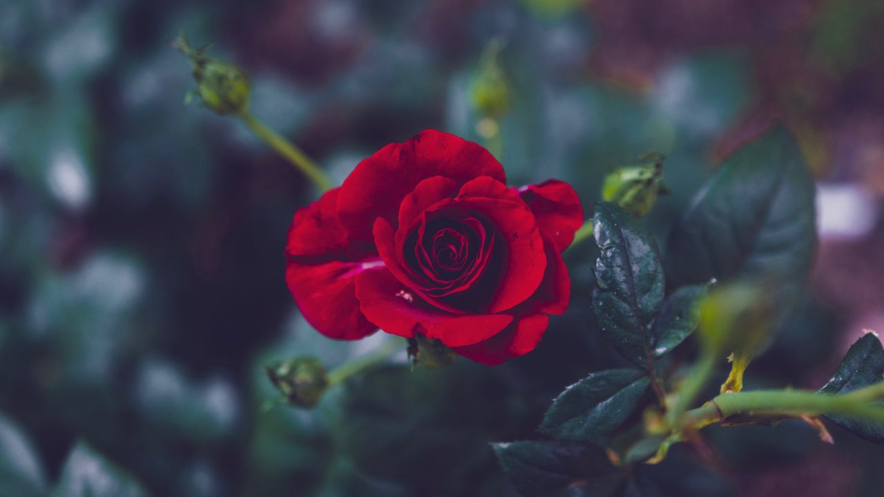 Wallpaper rose, bud, red, petals, blur, garden