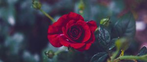 Preview wallpaper rose, bud, red, petals, blur, garden