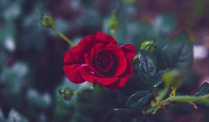 Preview wallpaper rose, bud, red, petals, blur, garden