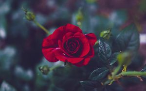 Preview wallpaper rose, bud, red, petals, blur, garden