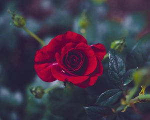 Preview wallpaper rose, bud, red, petals, blur, garden