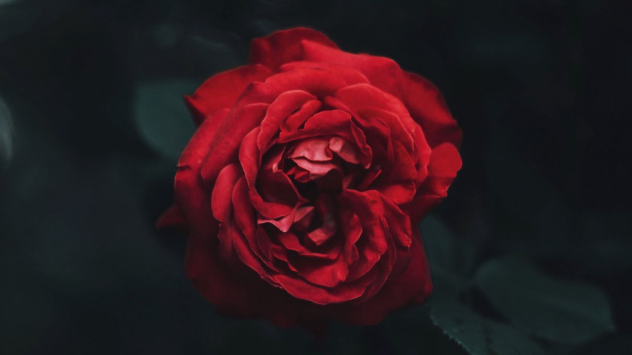 Wallpaper rose, bud, red, dark, blur, garden
