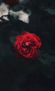 Preview wallpaper rose, bud, red, dark, blur, garden