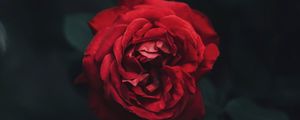 Preview wallpaper rose, bud, red, dark, blur, garden