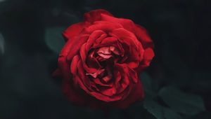 Preview wallpaper rose, bud, red, dark, blur, garden