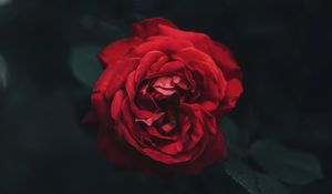 Preview wallpaper rose, bud, red, dark, blur, garden