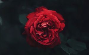 Preview wallpaper rose, bud, red, dark, blur, garden