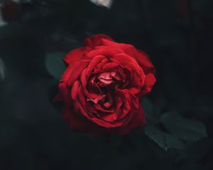 Preview wallpaper rose, bud, red, dark, blur, garden