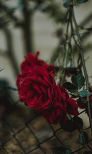 Preview wallpaper rose, bud, red, blur, fence