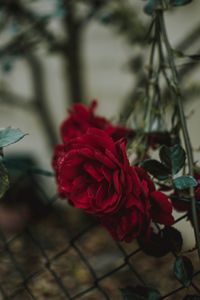Preview wallpaper rose, bud, red, blur, fence
