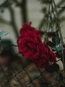 Preview wallpaper rose, bud, red, blur, fence