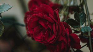 Preview wallpaper rose, bud, red, blur, fence