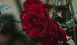 Preview wallpaper rose, bud, red, blur, fence