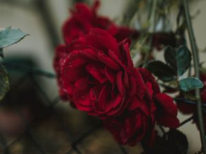 Preview wallpaper rose, bud, red, blur, fence