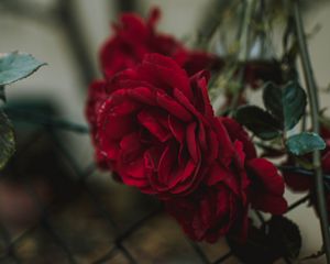 Preview wallpaper rose, bud, red, blur, fence