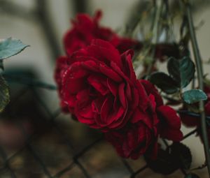 Preview wallpaper rose, bud, red, blur, fence