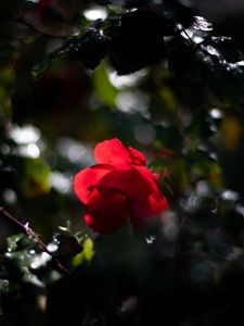 Preview wallpaper rose, bud, red, drops, blur, glare