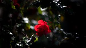 Preview wallpaper rose, bud, red, drops, blur, glare