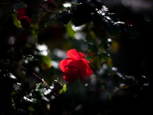 Preview wallpaper rose, bud, red, drops, blur, glare