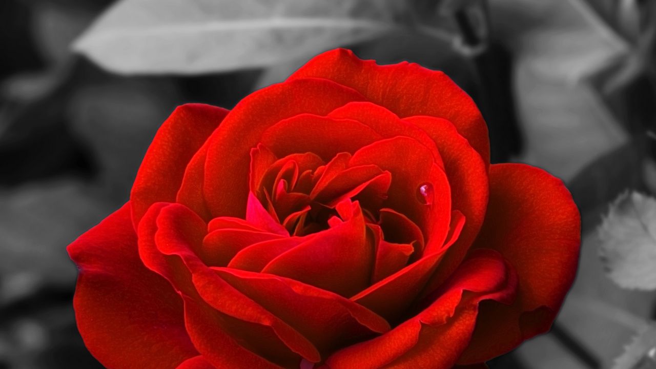 Wallpaper rose, bud, red, bw, garden