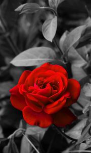 Preview wallpaper rose, bud, red, bw, garden