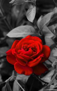 Preview wallpaper rose, bud, red, bw, garden