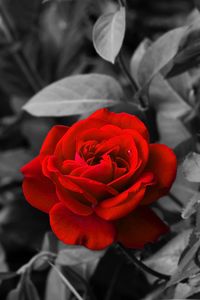 Preview wallpaper rose, bud, red, bw, garden