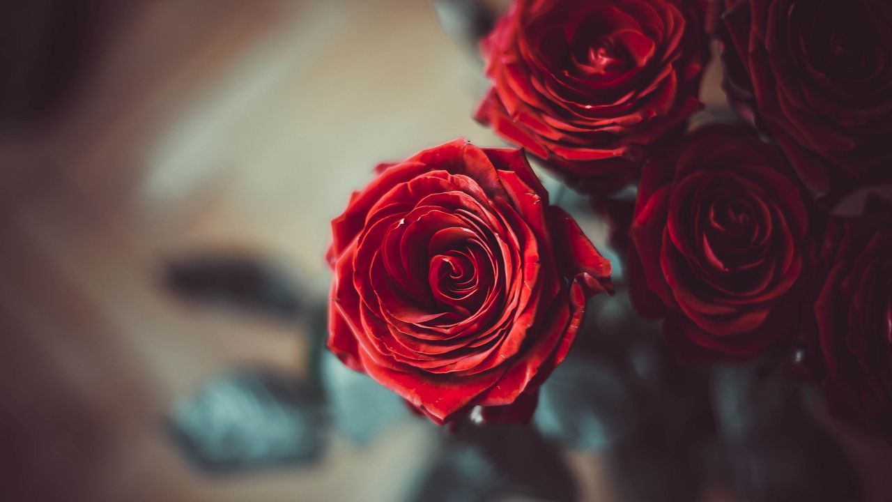Wallpaper rose, bud, red, flower, petals, blur