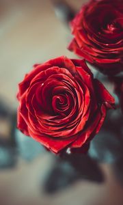 Preview wallpaper rose, bud, red, flower, petals, blur