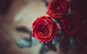 Preview wallpaper rose, bud, red, flower, petals, blur