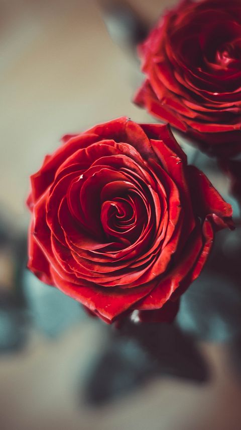Download wallpaper 480x854 rose, bud, red, flower, petals, blur nokia lumia  630, sony ericsson xperia hd background