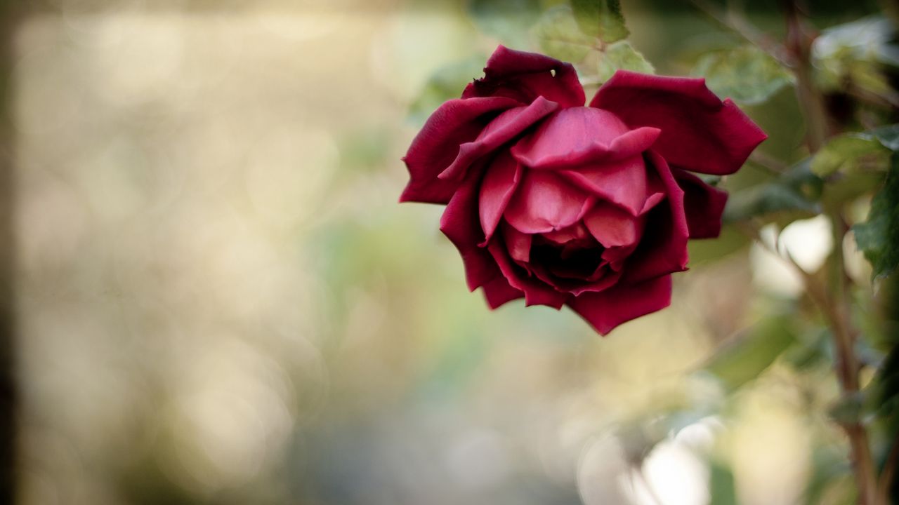 Wallpaper rose, bud, red, blur