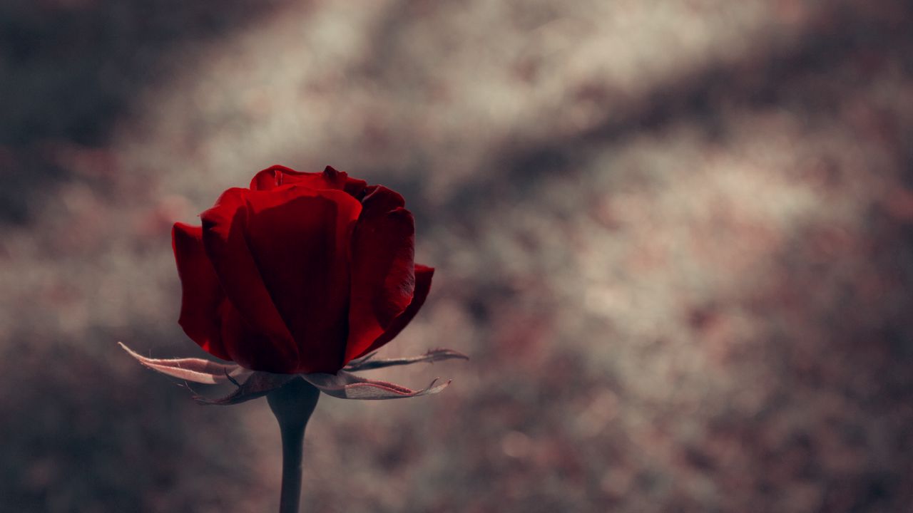 Wallpaper rose, bud, red, stem