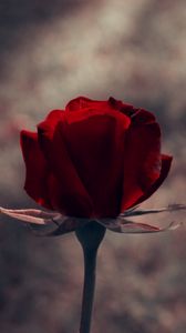 Preview wallpaper rose, bud, red, stem