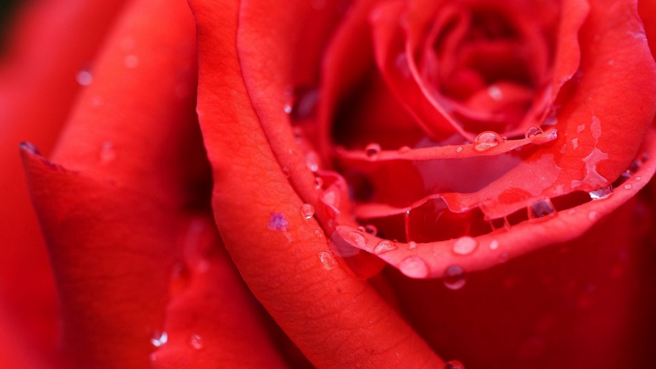 Wallpaper rose, bud, red, wet, dew, drops