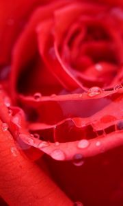 Preview wallpaper rose, bud, red, wet, dew, drops